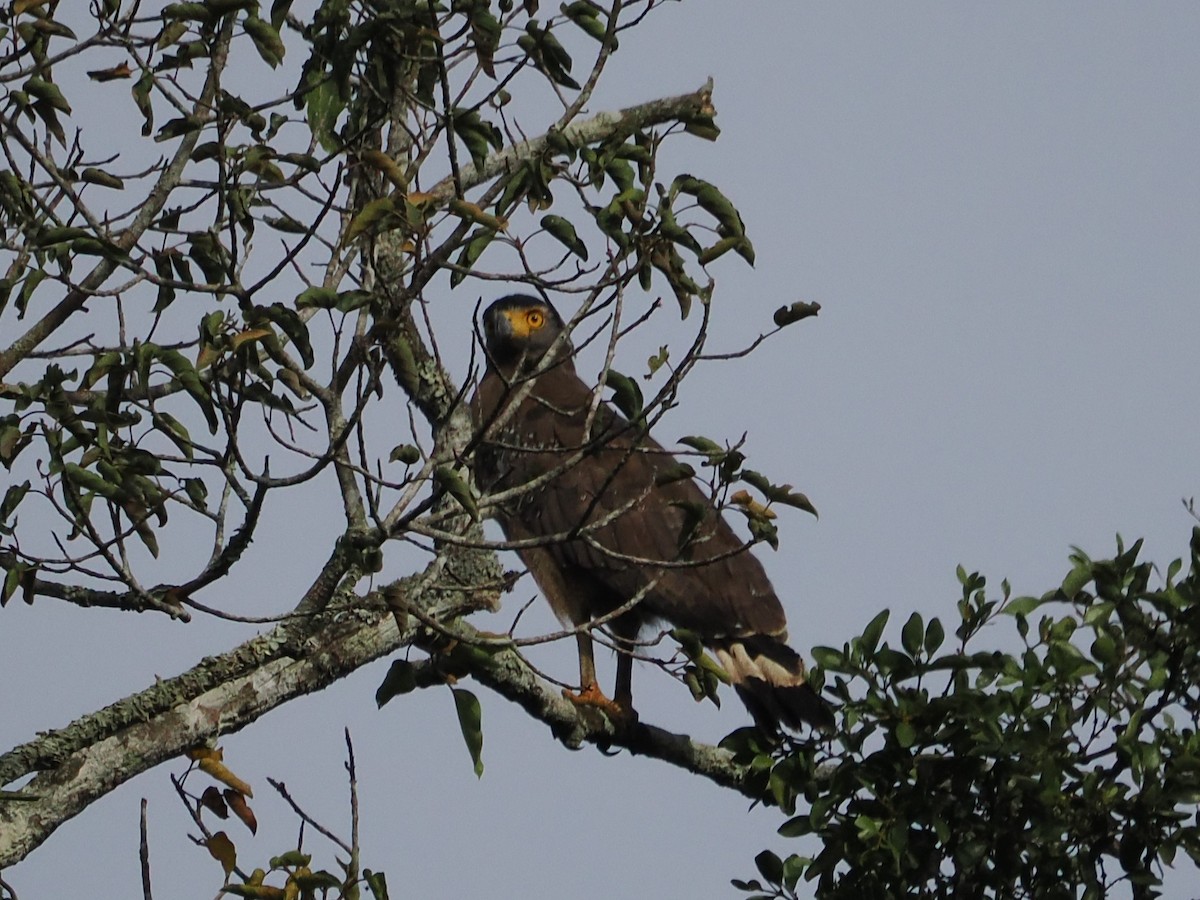 Crested Serpent-Eagle - ML642116856