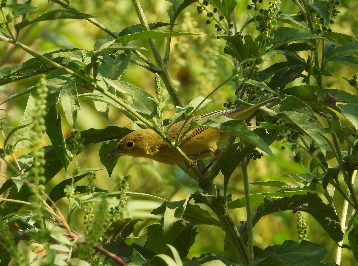 Yellow Warbler (Northern) - ML642116861