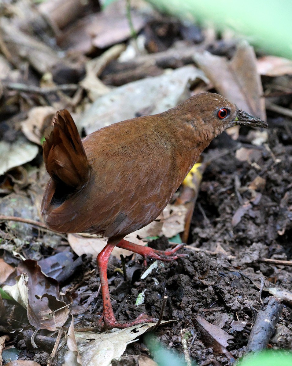 Uniform Crake - ML642116875