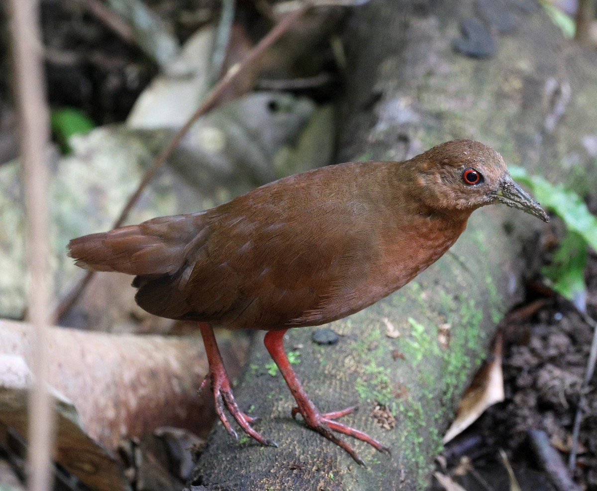 Uniform Crake - ML642116877