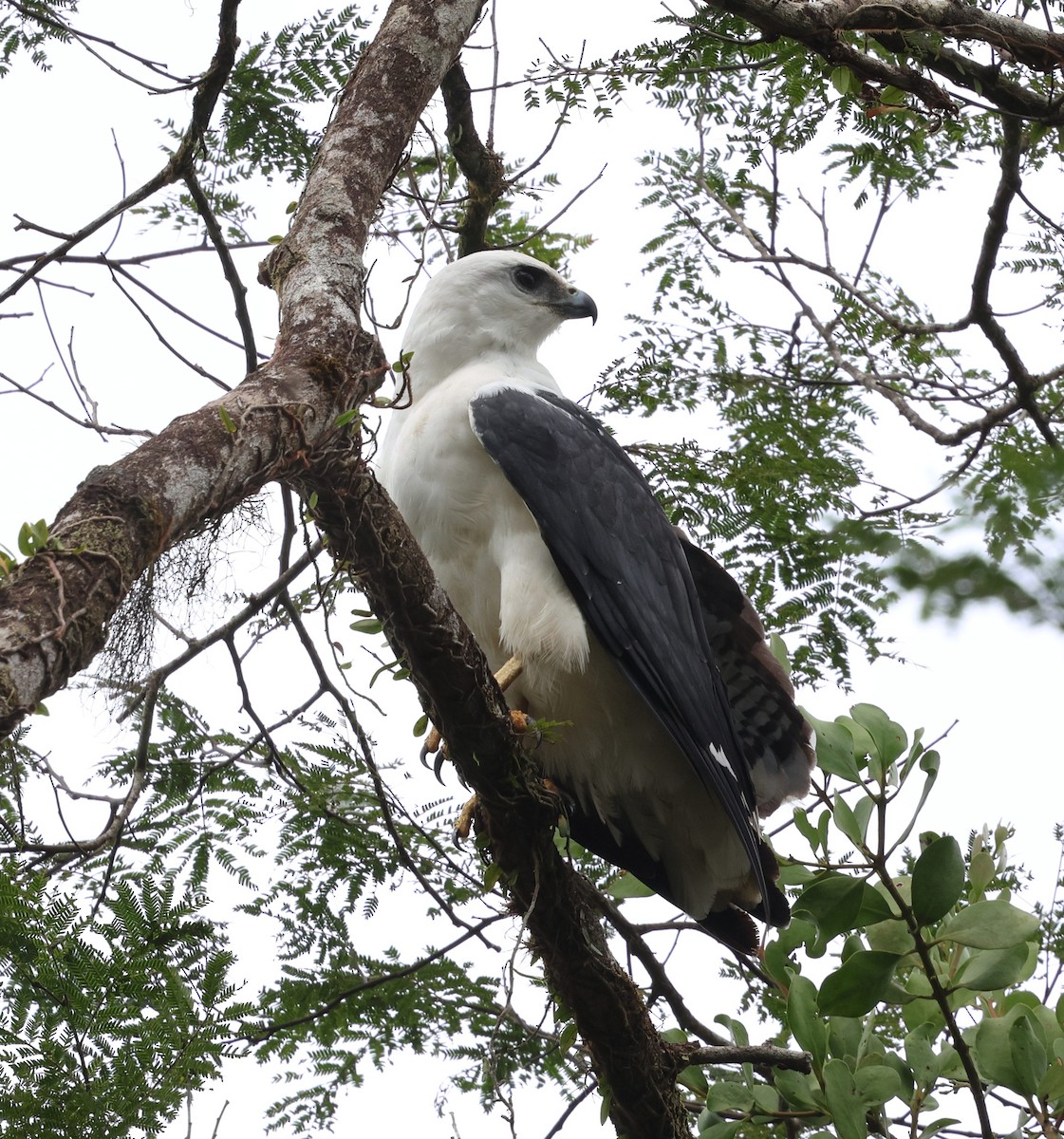Mantled Hawk - ML642116894