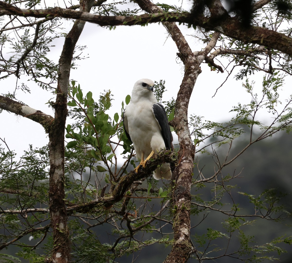 Mantled Hawk - ML642116895