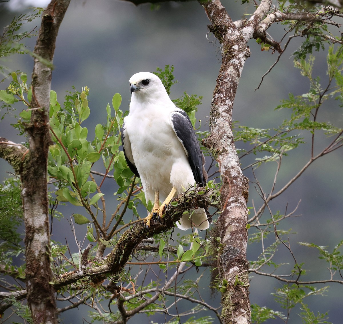 Mantled Hawk - ML642116896