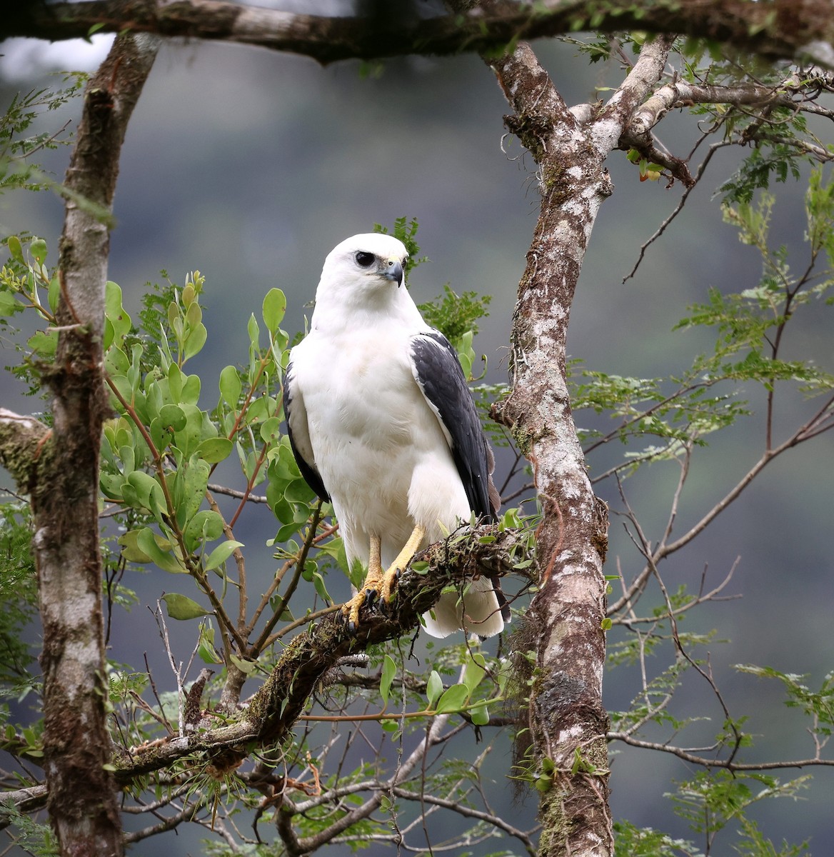 Mantled Hawk - ML642116897