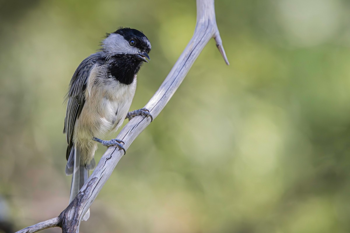 Carolina Chickadee - ML642116904