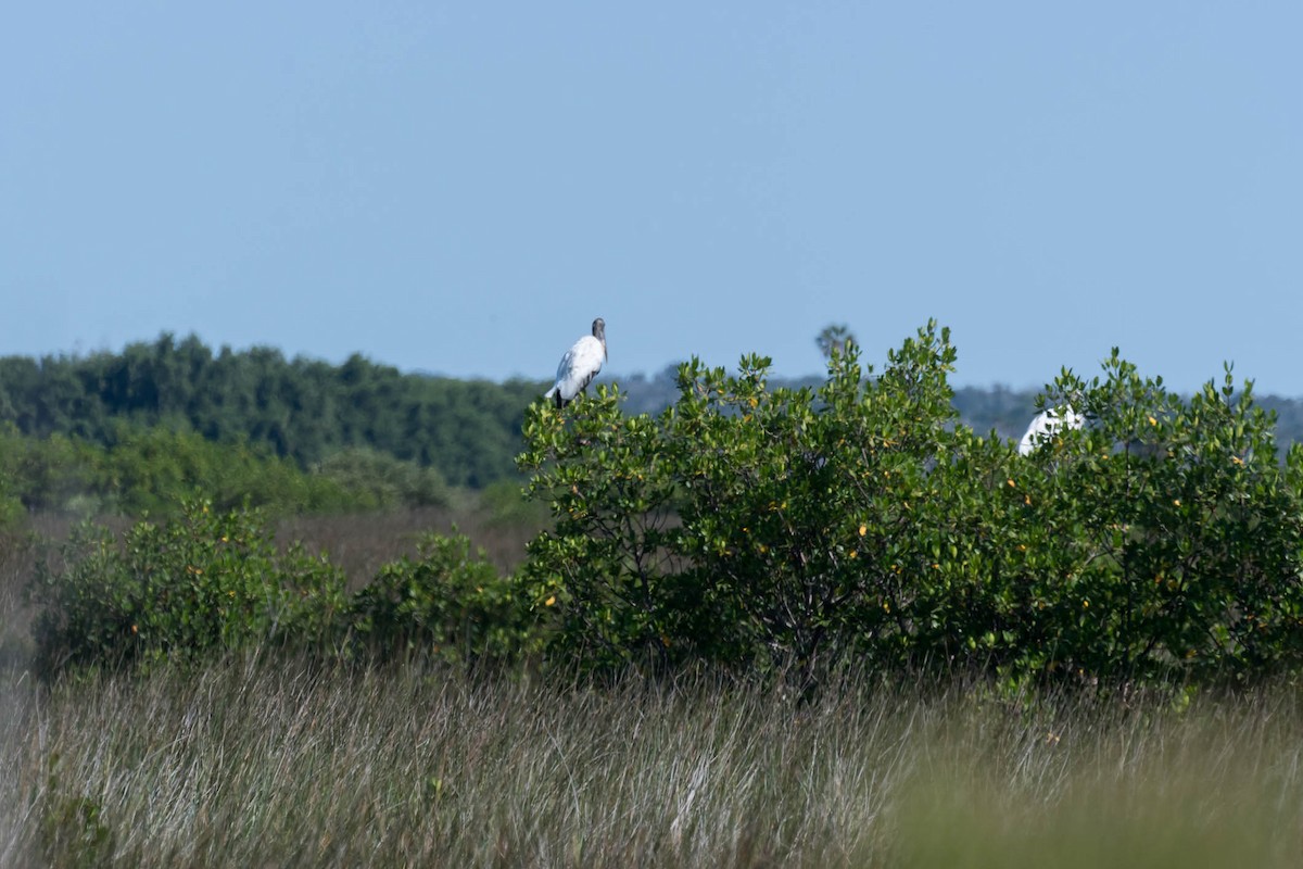 Wood Stork - ML642116906