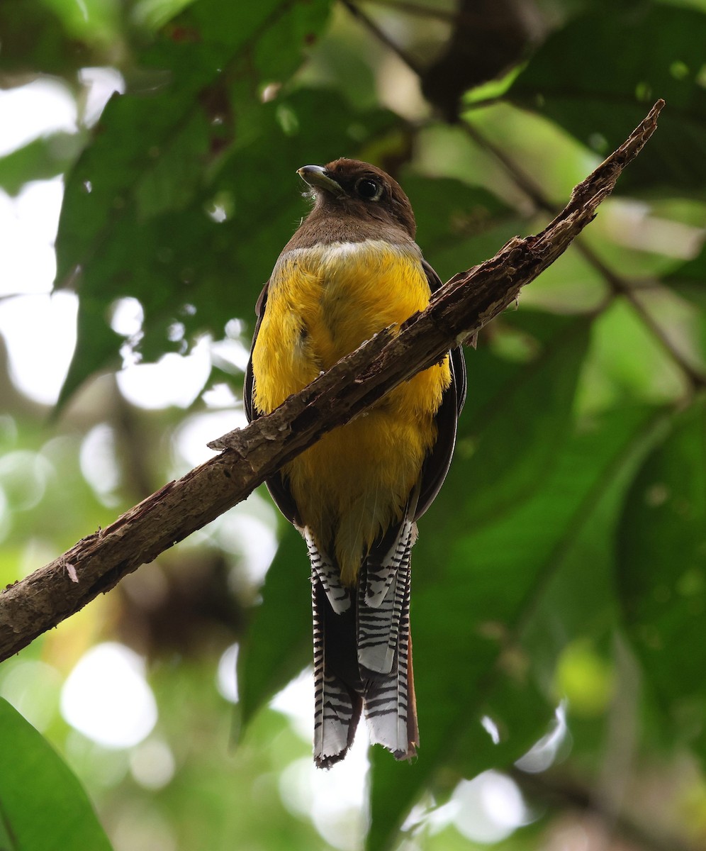 Atlantic Black-throated Trogon - ML642116932