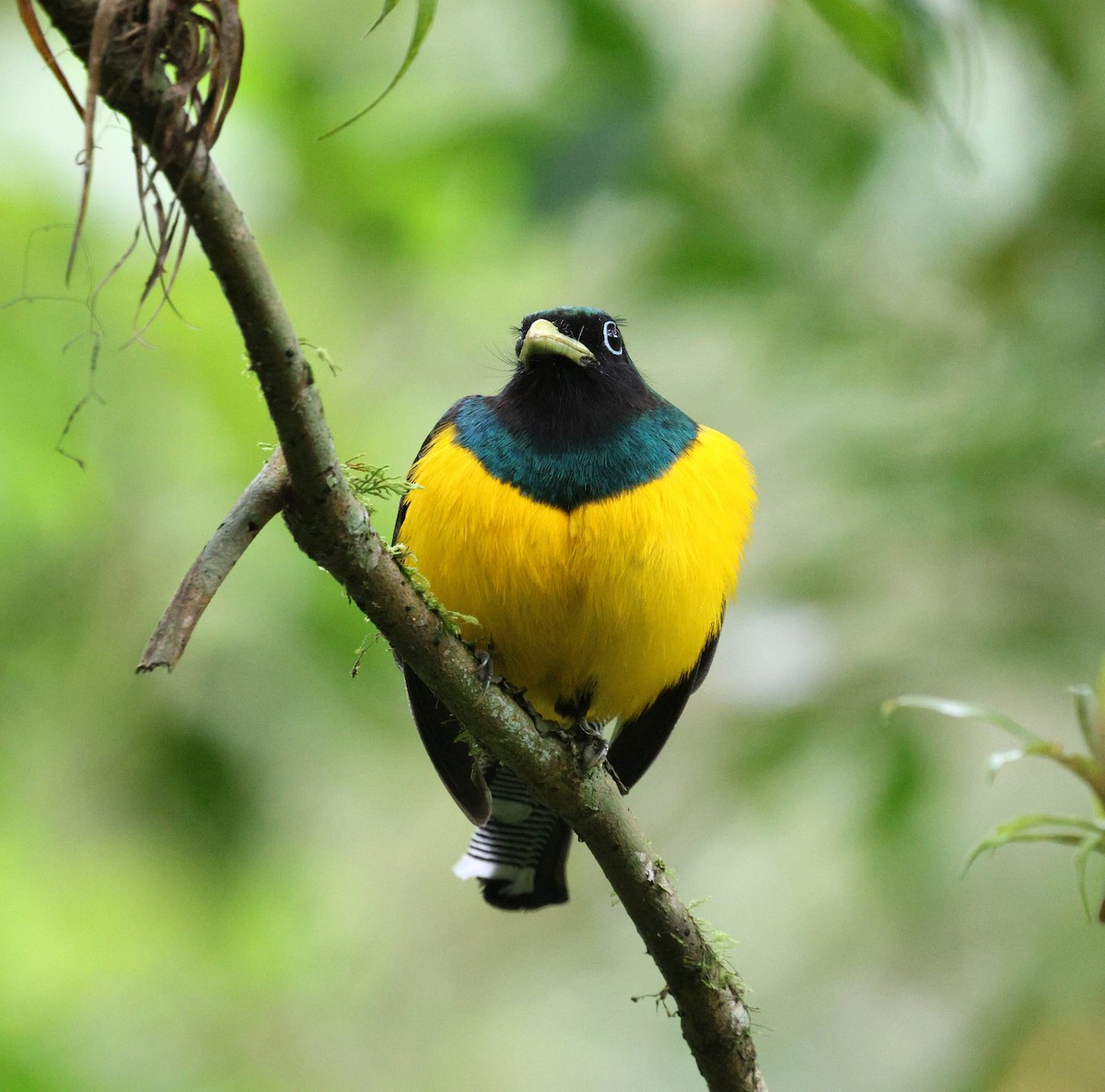 Atlantic Black-throated Trogon - ML642116933