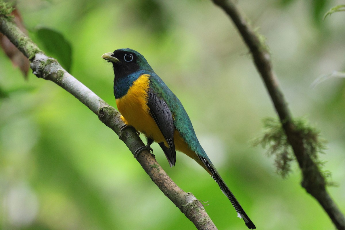 Atlantic Black-throated Trogon - ML642116934