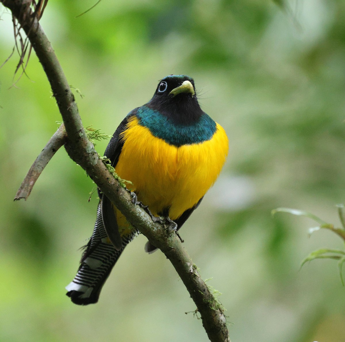 Atlantic Black-throated Trogon - ML642116935