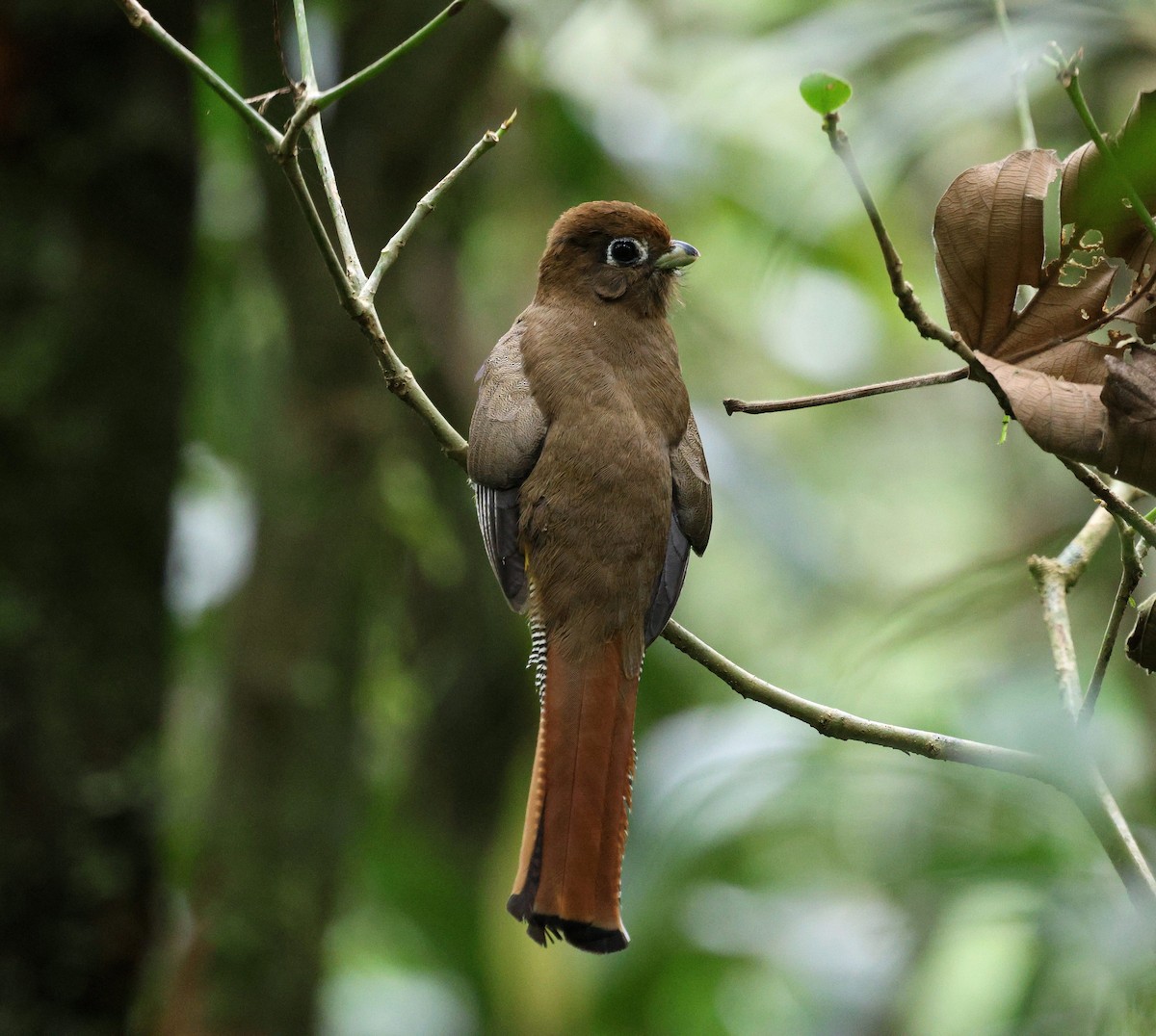 Atlantic Black-throated Trogon - ML642116936