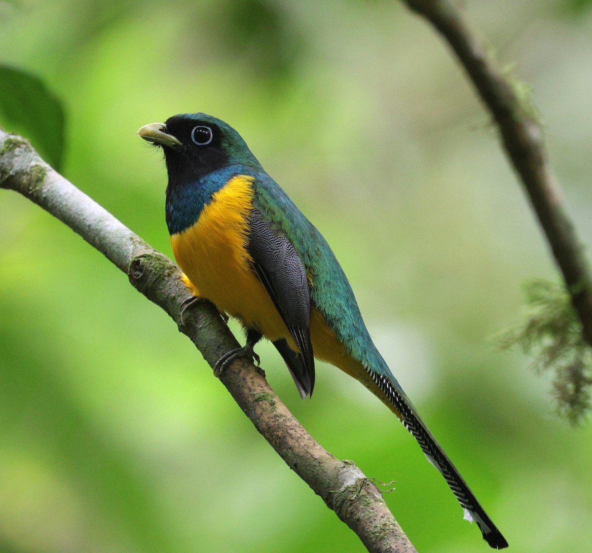 Atlantic Black-throated Trogon - ML642116937