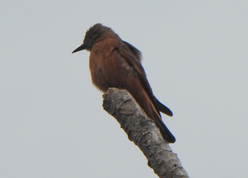 Cliff Flycatcher - ML642116942