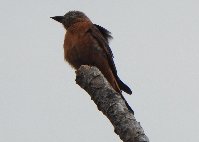 Cliff Flycatcher - ML642116943