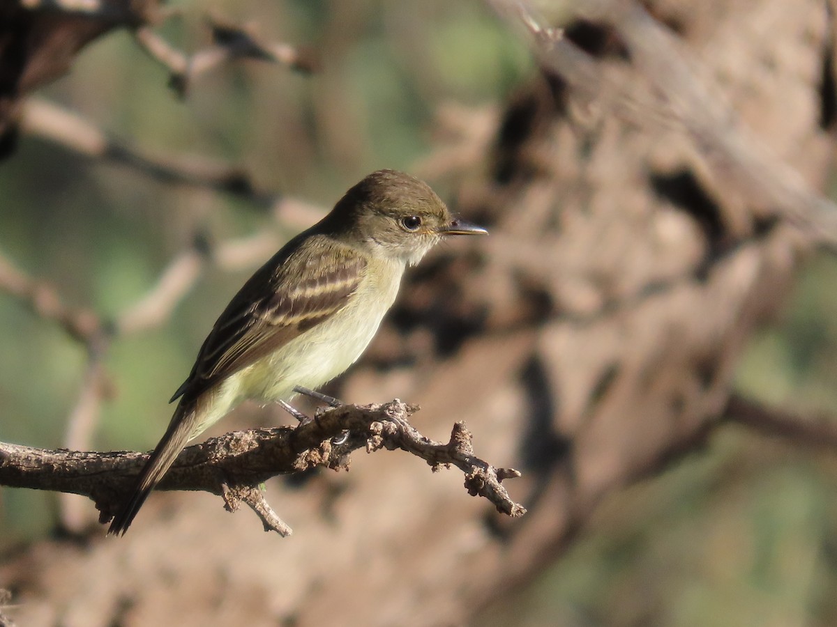 Willow Flycatcher - ML642116947