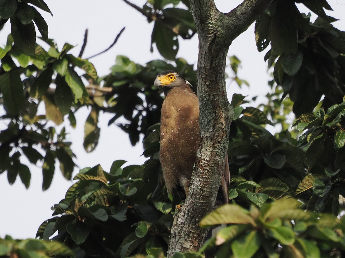 Crested Serpent-Eagle - ML642116961