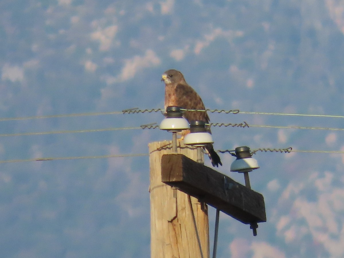 Swainson's Hawk - ML642116989