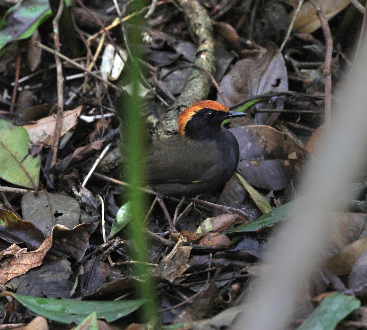 Rufous-capped Antthrush - ML642116993