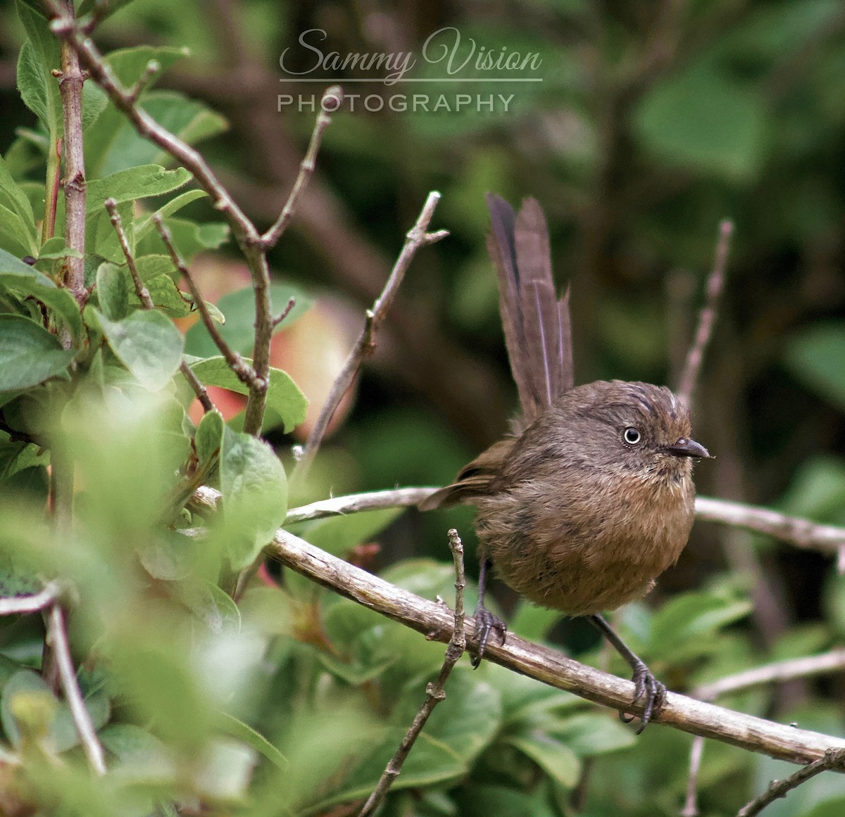 Wrentit - ML642117012