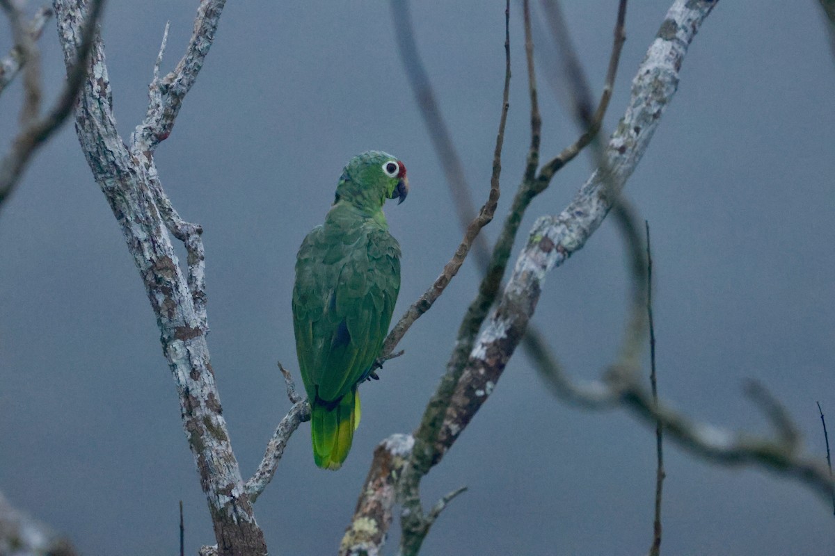 Amazona Frentirroja - ML642117013