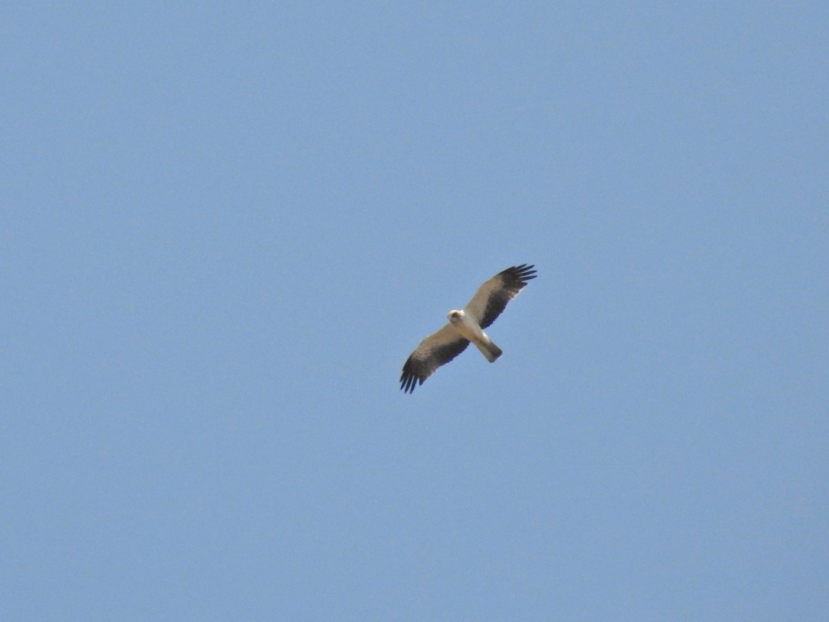 Küçük Kartal - ML642117015