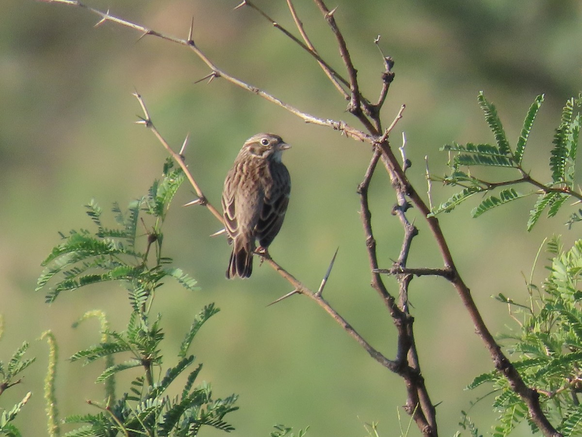 Vesper Sparrow - ML642117019