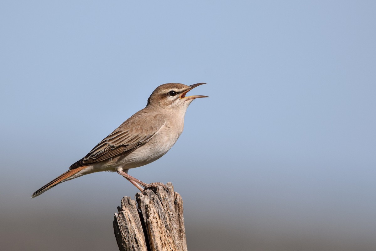 Rufous-tailed Scrub-Robin - ML642117020