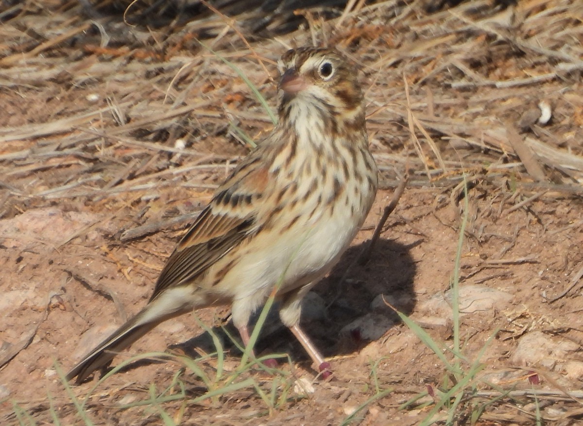 Vesper Sparrow - Mark Romero