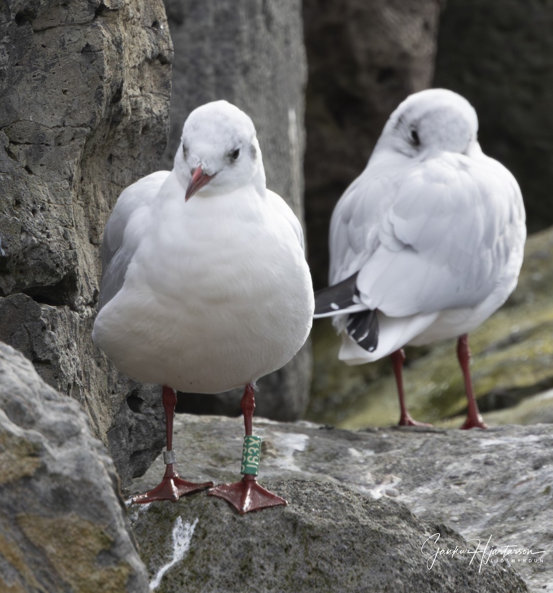 Black-headed Gull - ML642117032
