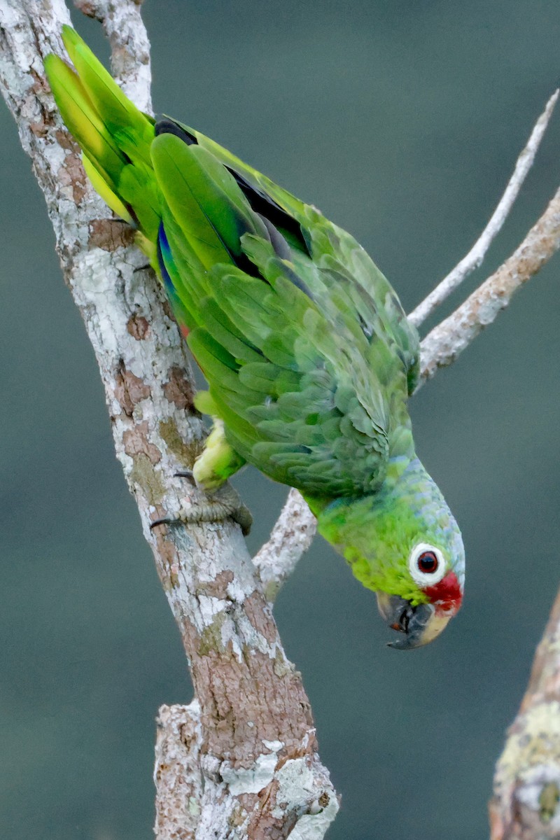 Amazona Frentirroja - ML642117051