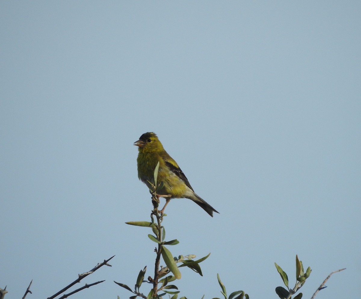 American Goldfinch - ML642117052