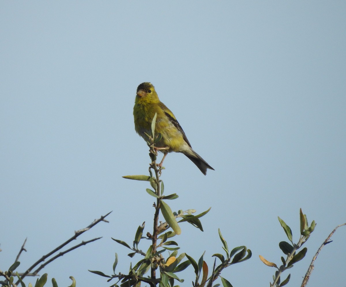 American Goldfinch - ML642117053