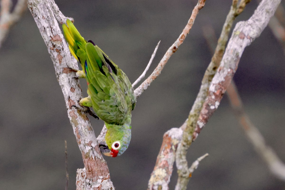 Amazona Frentirroja - ML642117055