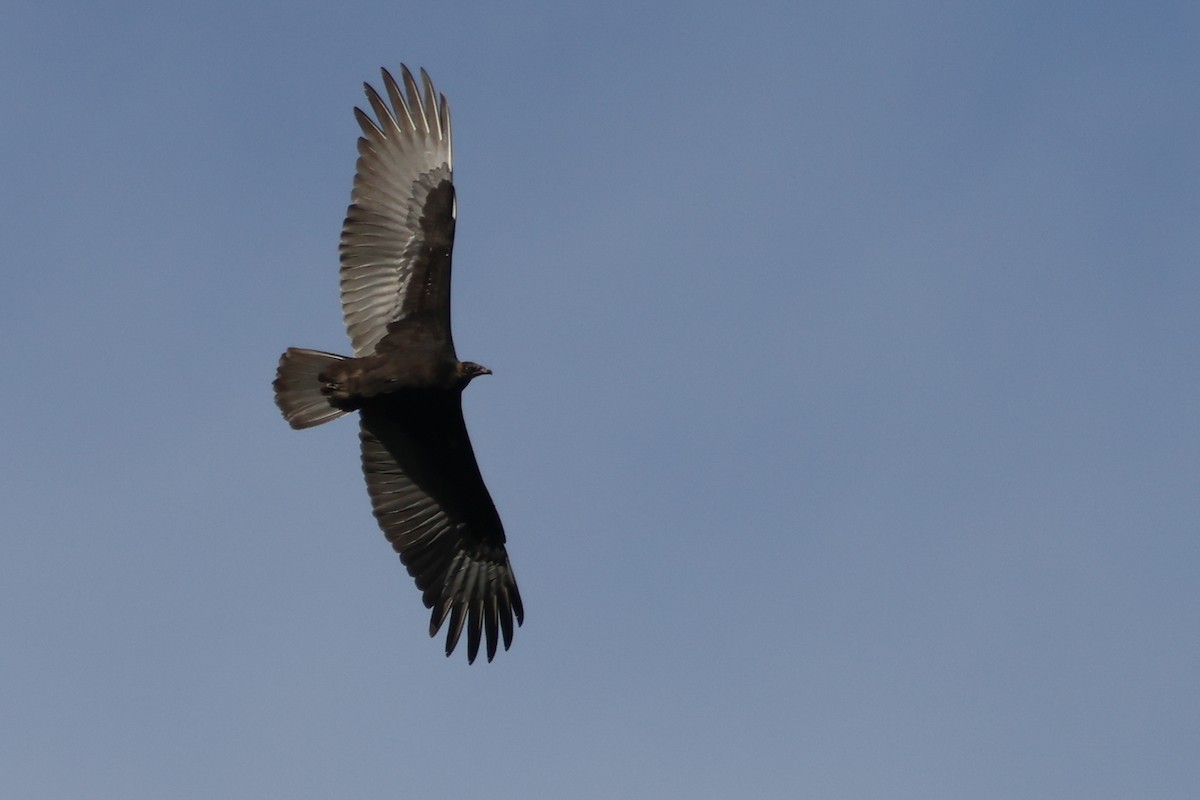 Turkey Vulture - ML642117058
