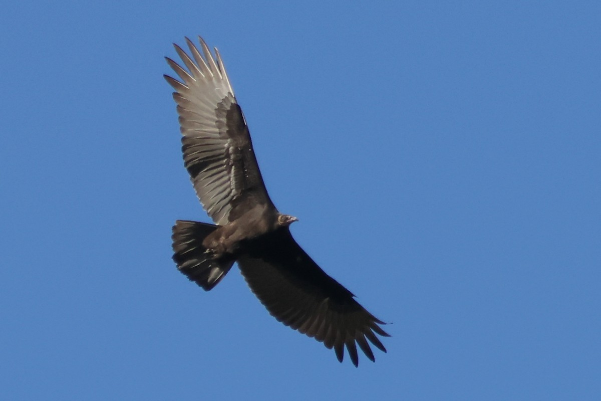 Turkey Vulture - ML642117059