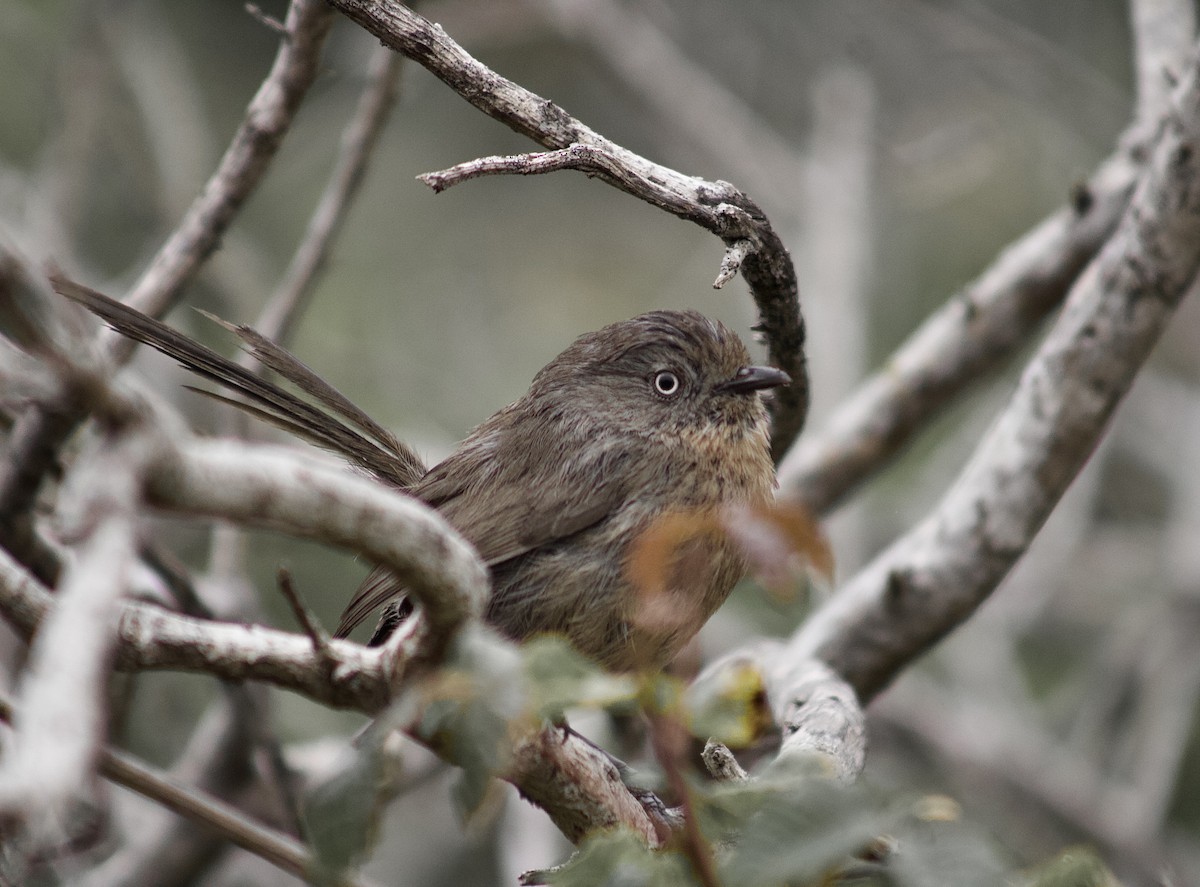 Wrentit - ML642117061