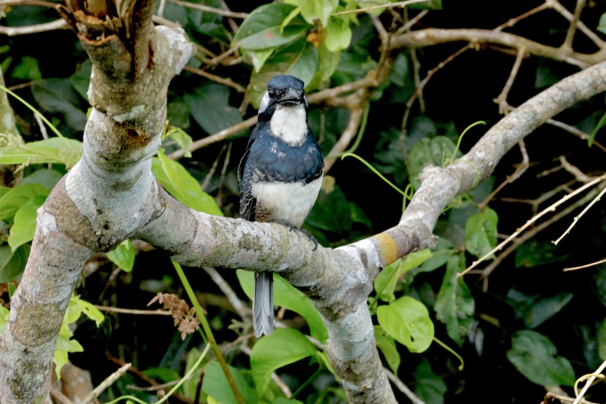Black-breasted Puffbird - ML642117063