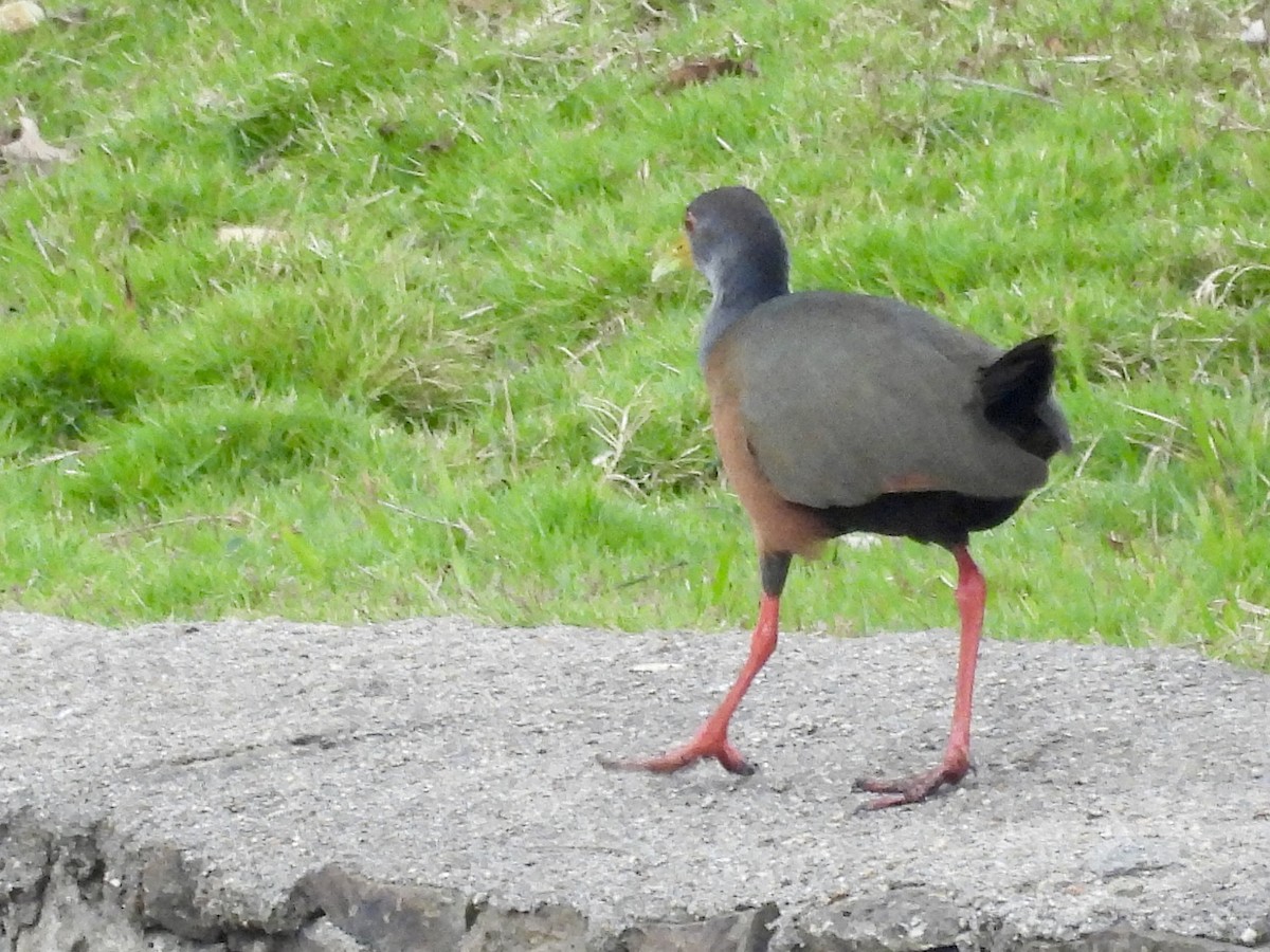 Gray-cowled Wood-Rail - ML642117074