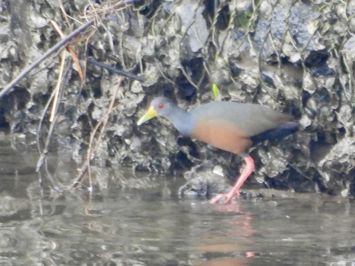 Gray-cowled Wood-Rail - ML642117075