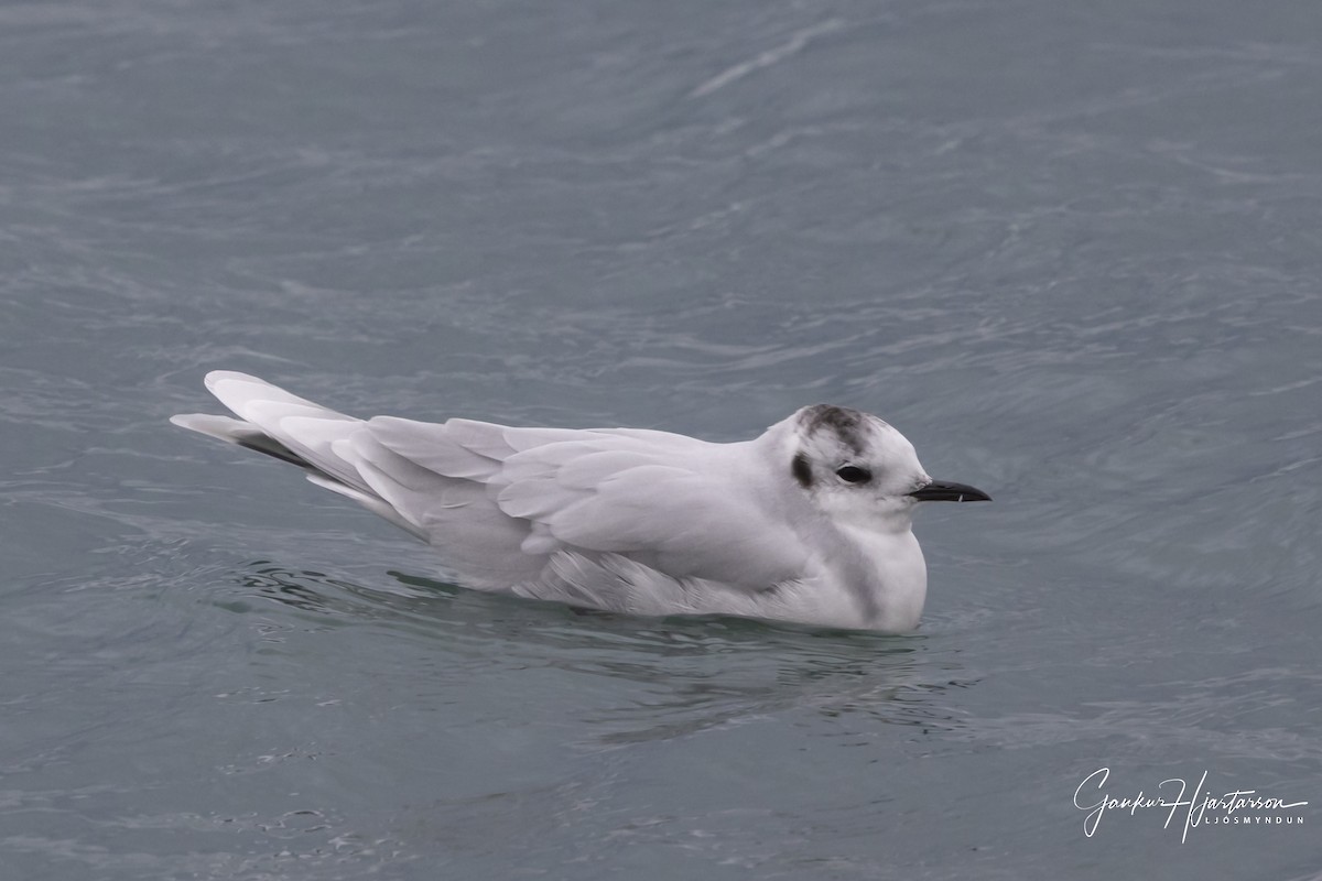 Little Gull - ML642117092