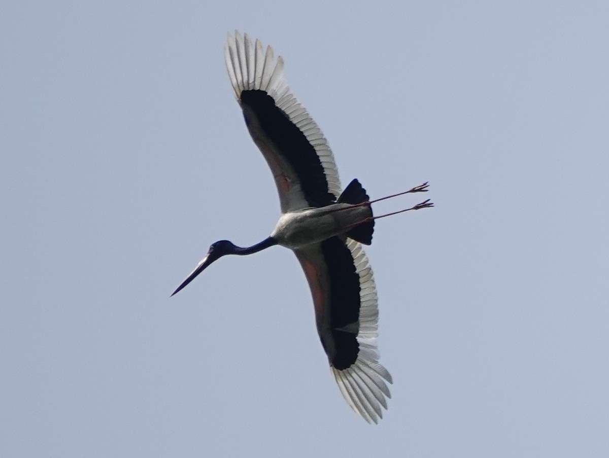 Black-necked Stork - ML642117095