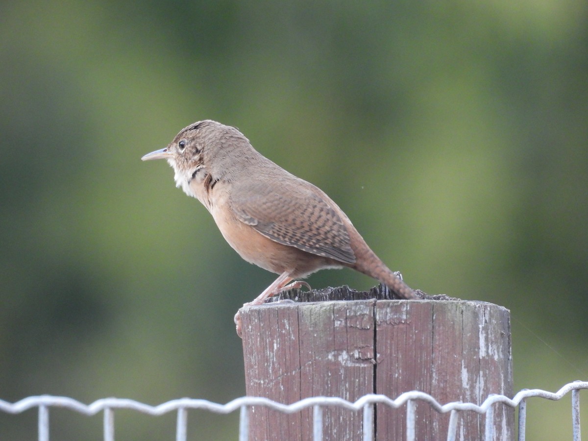 Southern House Wren - ML642117099