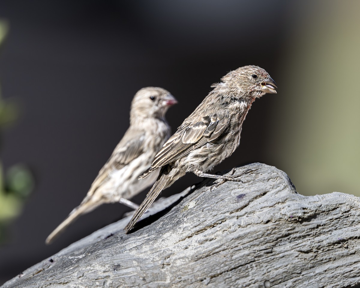 House Finch - ML642117103