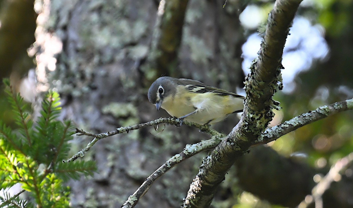 Blue-headed Vireo - ML642117108