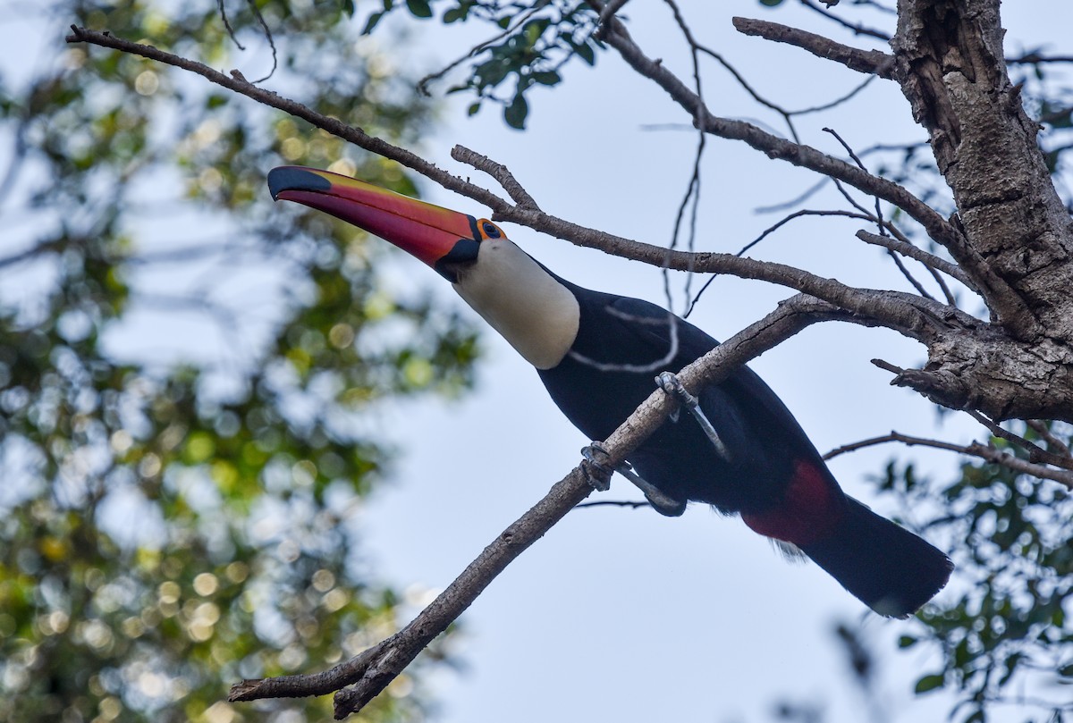 Toco Toucan - ML642117111