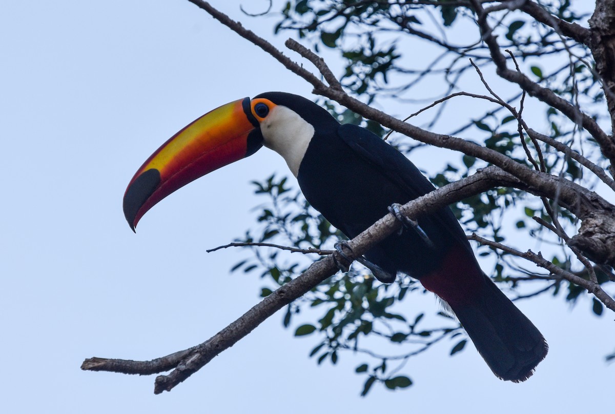 Toco Toucan - ML642117113