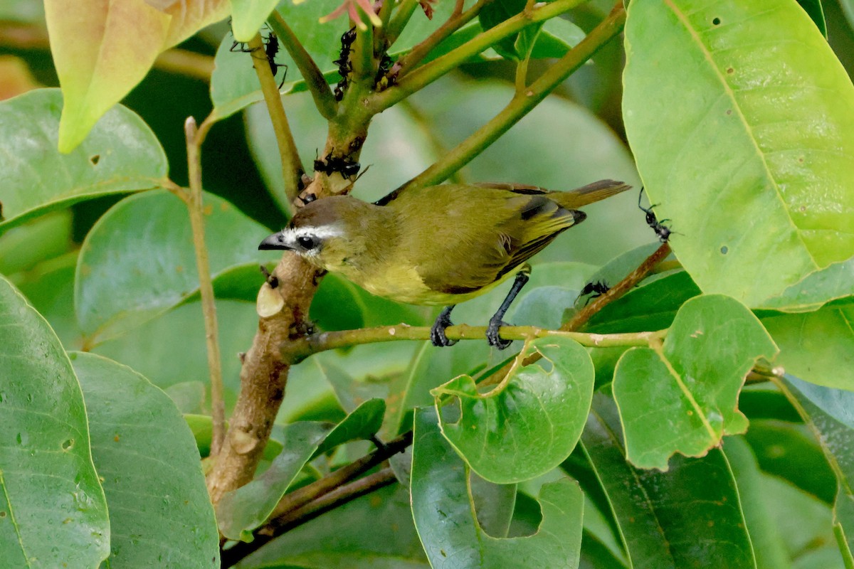 Brown-capped Tyrannulet - ML642117114