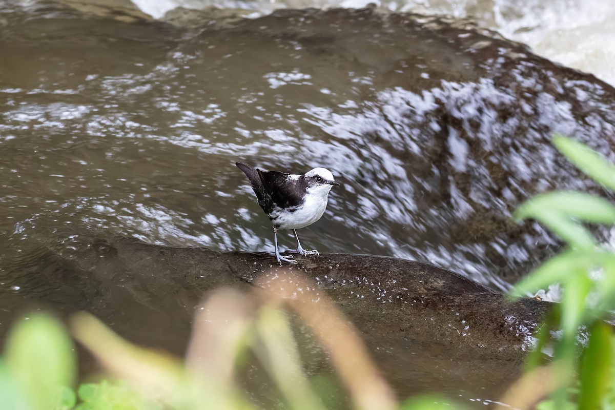 White-capped Dipper - ML642117115