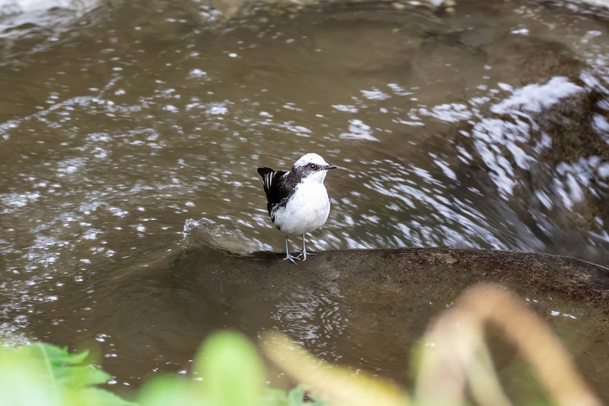 White-capped Dipper - ML642117116