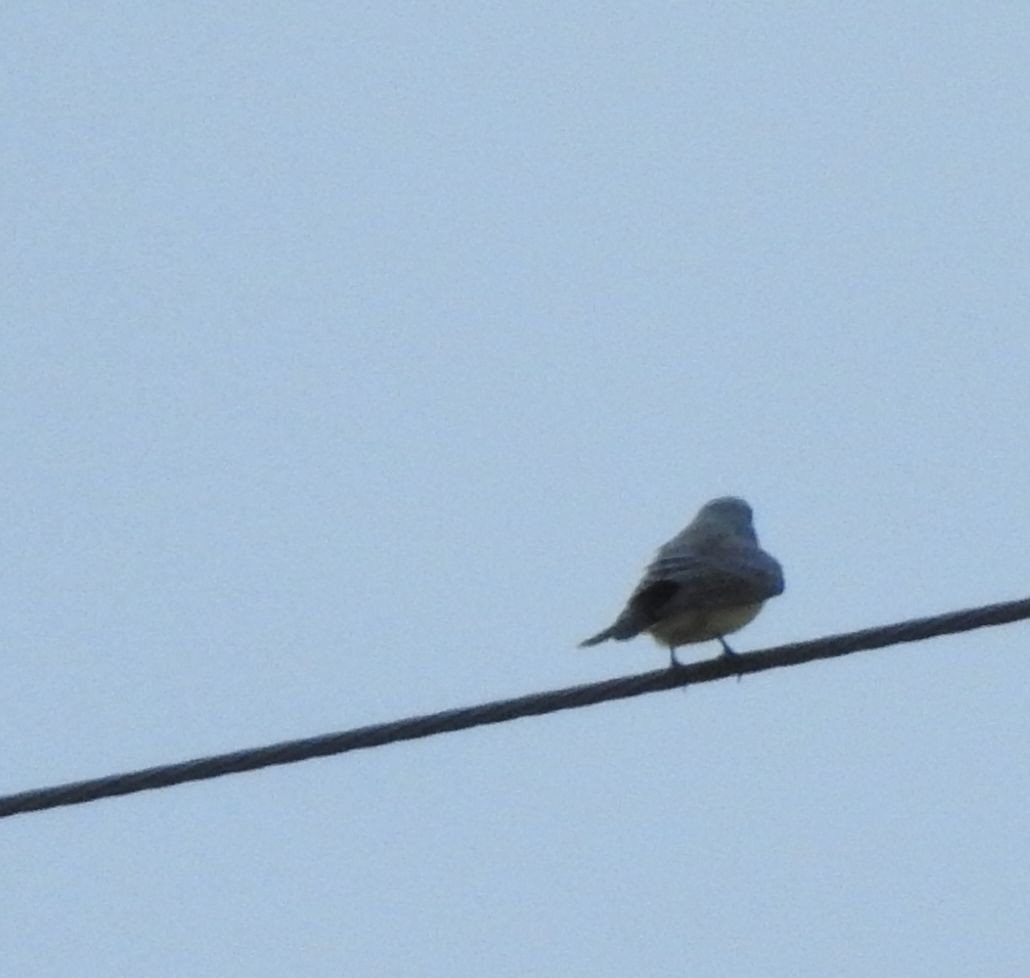 Western Kingbird - ML642117118